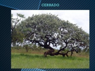 CERRADO
 
