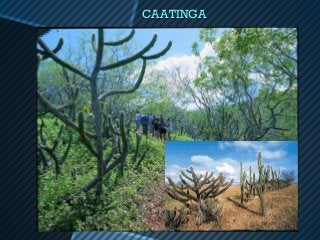 CAATINGA
 