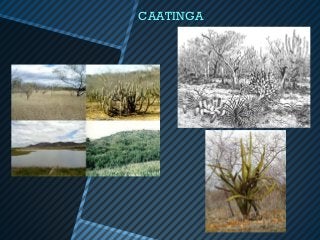 CAATINGA
 