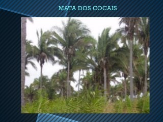 MATA DOS COCAIS
 