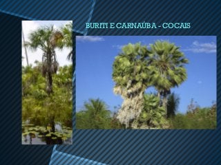 BURITI E CARNAÚBA - COCAIS
 