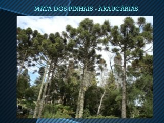 MATA DOS PINHAIS - ARAUCÁRIAS
 