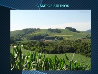 CAMPOS SULINOS
 