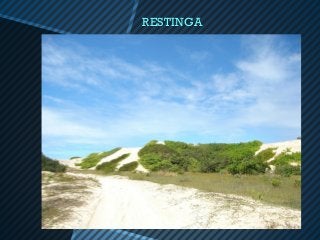 RESTINGA
 