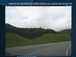 MARES DE MORROS FLORESTADOS, AO LONGO DA RODOVIA
                                           PE-60
 