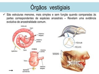 Órgãos vestigiais
 São estruturas menores, mais simples e sem função quando comparadas às
partes correspondentes de espécies ancestrais – Revelam uma evidência
evolutiva de ancestralidade comum.
 