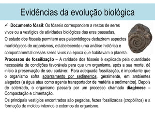 Evidências da evolução biológica
 Documento fóssil: Os fósseis correspondem a restos de seres
vivos ou a vestígios de atividades biológicas das eras passadas.
O estudo dos fósseis permitem aos paleontólogos deduzirem aspectos
morfológicos de organismos, estabelecendo uma análise histórica e
comportamental desses seres vivos na época que habitavam o planeta.
Processos de fossilização – A raridade dos fósseis é explicada pela quantidade
necessária de condições favoráveis para que um organismo, após a sua morte, dê
início à preservação de seu cadáver. Para adequada fossilização, é importante que
o organismo sofra soterramento por sedimentos, geralmente, em ambientes
alagados (a água atua como agente transportador de matéria e sedimentos). Depois
de soterrado, o organismo passará por um processo chamado diagênese –
Compactação e cimentação.
Os principais vestígios encontrados são pegadas, fezes fossilizadas (cropóllitos) e a
formação de moldes internos e externos do organismo.
 