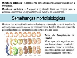 Semelhanças morfofisiológicas
Mimetismo batesiano – A espécies não compartilha semelhanças evolutivas com a
mimetizada.
Mimetismo mulleriano – A espécie é igualmente tóxica ou perigosa para o
predador e apresentam um compartilhamento evolutivo de semelhanças.
O estudo dos seres vivos tem demonstrado uma organização corporal semelhante
entre algumas espécies, apesar de desempenharem funções diferentes. Esse fato
possibilita estabelecer correspondências entre os diversos ossos.
Teoria de Recapitulação de
Haeckel
Afirma que cada organismo em
seu desenvolvimento embrionário
(ontogenia) tende a recapitular
os estágios pelos quais passaram
seus antepassados (filogenia).
 