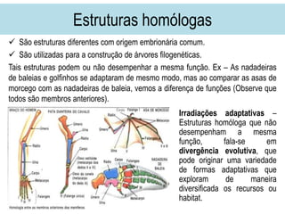 Estruturas homólogas
 São estruturas diferentes com origem embrionária comum.
 São utilizadas para a construção de árvores filogenéticas.
Tais estruturas podem ou não desempenhar a mesma função. Ex – As nadadeiras
de baleias e golfinhos se adaptaram de mesmo modo, mas ao comparar as asas de
morcego com as nadadeiras de baleia, vemos a diferença de funções (Observe que
todos são membros anteriores).
Irradiações adaptativas –
Estruturas homóloga que não
desempenham a mesma
função, fala-se em
divergência evolutiva, que
pode originar uma variedade
de formas adaptativas que
exploram de maneira
diversificada os recursos ou
habitat.
 
