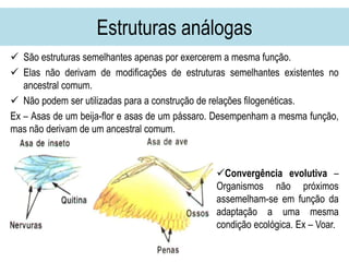 Estruturas análogas
 São estruturas semelhantes apenas por exercerem a mesma função.
 Elas não derivam de modificações de estruturas semelhantes existentes no
ancestral comum.
 Não podem ser utilizadas para a construção de relações filogenéticas.
Ex – Asas de um beija-flor e asas de um pássaro. Desempenham a mesma função,
mas não derivam de um ancestral comum.
Convergência evolutiva –
Organismos não próximos
assemelham-se em função da
adaptação a uma mesma
condição ecológica. Ex – Voar.
 
