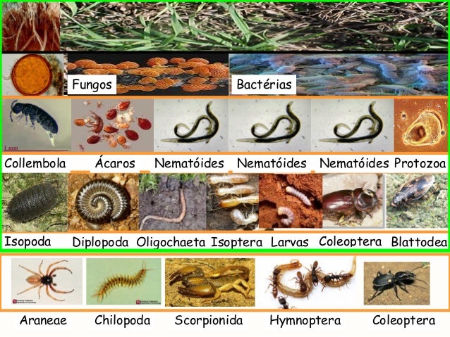 Introdução fauna do solo