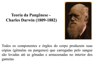 Teoria da Pangênese -
Charles Darwin (1809-1882)
Todos os componentes e órgãos do corpo produzem suas
cópias (gêmulas ou pangenes) que carregadas pelo sangue
são levadas até as gônadas e armazenadas no interior dos
gametas
 