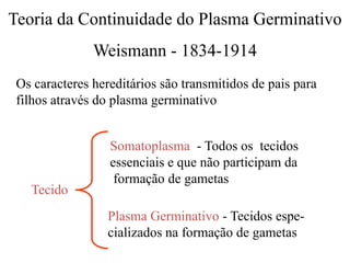 Teoria da Continuidade do Plasma Germinativo
Weismann - 1834-1914
Os caracteres hereditários são transmitidos de pais para
filhos através do plasma germinativo
Tecido
Somatoplasma - Todos os tecidos
essenciais e que não participam da
formação de gametas
Plasma Germinativo - Tecidos espe-
cializados na formação de gametas
 