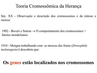 Teoria Cromossômica da Herança
Séc. XX - Observação e descrição dos cromossomos e da mitose e
meiose
1902 - Boveri e Sutton  O comportamento dos cromossomos =
fatores mendelianos
1910 - Morgan trabalhando com as moscas das frutas (Drosophila
melanogaster) descobriu que:
Os genes estão localizados nos cromossomos
 
