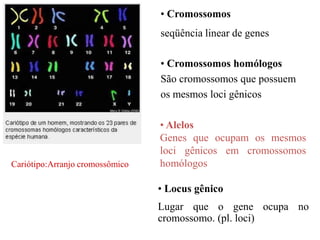• Cromossomos homólogos
São cromossomos que possuem
os mesmos loci gênicos
• Locus gênico
Lugar que o gene ocupa no
cromossomo. (pl. loci)
• Cromossomos
seqüência linear de genes
• Alelos
Genes que ocupam os mesmos
loci gênicos em cromossomos
homólogosCariótipo:Arranjo cromossômico
 