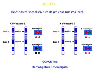 Loco A
Loco B
Cromossomo 9
Alelo
Alelo
Homozigoto
Homozigoto
A A
B B
Alelo
Alelo
Loco A
Loco B
Cromossomo 9
Homozigoto
Heterozigoto
A a
b b
ALELOS
Alelos são versões diferentes de um gene (mesmo loco)
Homozigoto x Heterozigoto
CONCEITOS:
 