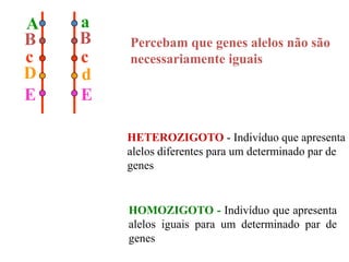 A a
BB
cc
D d
EE
Percebam que genes alelos não são
necessariamente iguais
HETEROZIGOTO - Indivíduo que apresenta
alelos diferentes para um determinado par de
genes
HOMOZIGOTO - Indivíduo que apresenta
alelos iguais para um determinado par de
genes
 