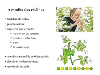 • facilidade de cultivo;
• gerações curtas;
• caracteres bem definidos
 textura e cor das sementes
 posição e cor das flores
 altura
 forma da vagem
• ocorrência natural de autofecundação;
• elevado nº de descendentes;
• reprodução sexuada.
A escolha das ervilhas
 