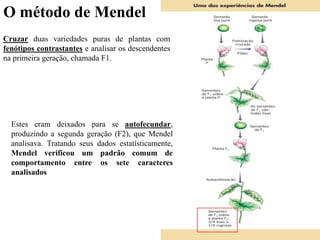 O método de Mendel
Estes eram deixados para se autofecundar,
produzindo a segunda geração (F2), que Mendel
analisava. Tratando seus dados estatísticamente,
Mendel verificou um padrão comum de
comportamento entre os sete caracteres
analisados
Cruzar duas variedades puras de plantas com
fenótipos contrastantes e analisar os descendentes
na primeira geração, chamada F1.
 