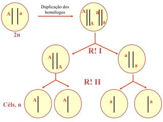 Duplicação dos
homólogos
R! I
2n
Céls. n
R! II
a
AA
A
A
A
AA a
a
a
a
a a
 