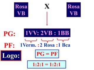 Rosa
VB
X Rosa
VB
1VV: 2VB : 1BBPG:
PF: 1Verm. :2 Rosa :1 Bca
Logo: PG = PF
1:2:1 = 1:2:1
 