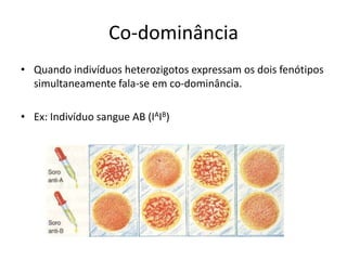 Co-dominância
• Quando indivíduos heterozigotos expressam os dois fenótipos
simultaneamente fala-se em co-dominância.
• Ex: Indivíduo sangue AB (IAIB)
 
