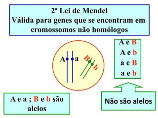 2ª Lei de Mendel
Válida para genes que se encontram em
cromossomos não homólogos
A a
A e a ; B e b são
alelos
A e B
A e b
a e B
a e b
Não são alelos
 