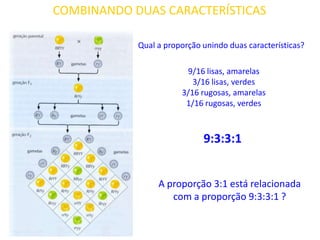 COMBINANDO DUAS CARACTERÍSTICAS
9:3:3:1
9/16 lisas, amarelas
3/16 lisas, verdes
3/16 rugosas, amarelas
1/16 rugosas, verdes
Qual a proporção unindo duas características?
A proporção 3:1 está relacionada
com a proporção 9:3:3:1 ?
 