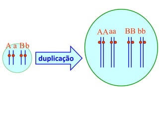 A a Bb
AAaa BB bb
duplicação
 