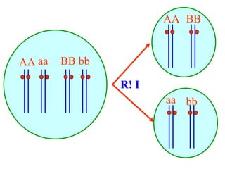AA aa BB bb
R! I
AA
aa
BB
bb
 