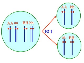 AA aa BB bb
R! I
AA
aa
bb
BB
 