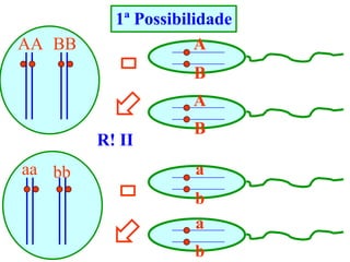 1ª Possibilidade
AA
aa
BB
bb




A
B
B
A
a
b
R! II
a
b
 