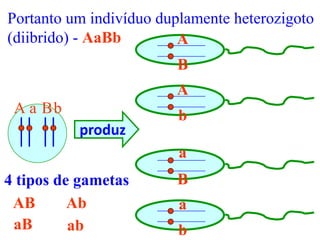 A a Bb
Portanto um indivíduo duplamente heterozigoto
(diibrido) - AaBb
B
b
A
a
B
a
A
b
produz
4 tipos de gametas
AB Ab
aB ab
 