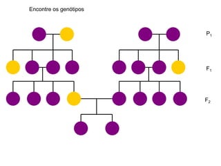 P1
F1
F2
Encontre os genótipos
 
