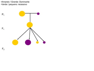 P1
F1
F2
•Amarelo / Grande: Dominante
•Verde / pequeno: recessivo
 