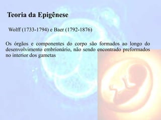 Teoria da Epigênese
Wolff (1733-1794) e Baer (1792-1876)
Os órgãos e componentes do corpo são formados ao longo do
desenvolvimento embrionário, não sendo encontrado preformados
no interior dos gametas
 