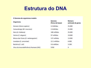 Estrutura do DNA
 