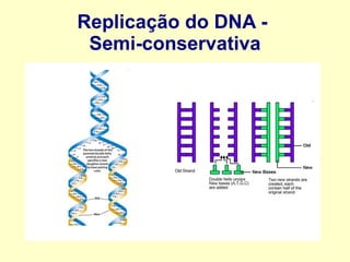 Replicação do DNA -
Semi-conservativa
 