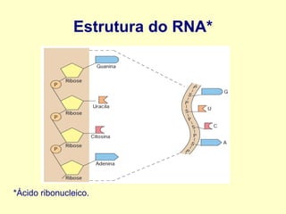 Estrutura do RNA*
*Ácido ribonucleico.
 