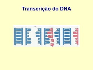 Transcrição do DNA
 