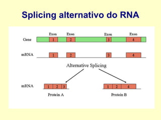 Splicing alternativo do RNA
 