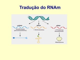 Tradução do RNAm
 