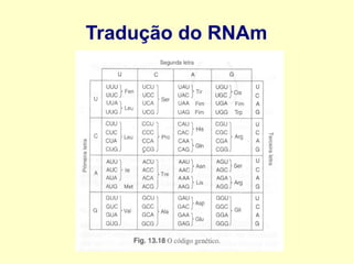 Tradução do RNAm
 
