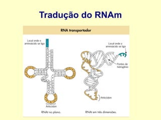 Tradução do RNAm
 