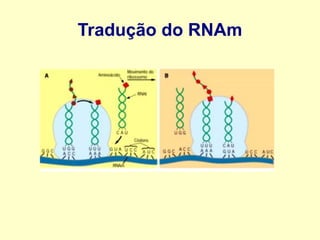 Tradução do RNAm
 