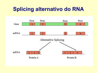 Introdução à genética Slide 16