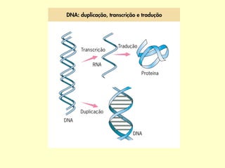 Estrutura do RNA*
*Ácido ribonucleico.
 