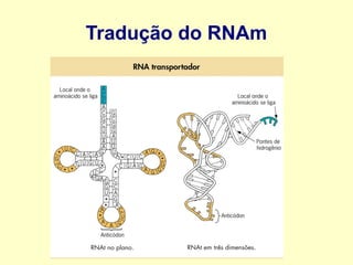 O que surgiu primeiro: o DNA ou
o RNA?
 
