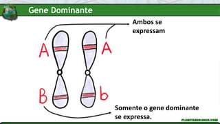 Ambos se
expressam
Somente o gene dominante
se expressa.
Gene Dominante
 