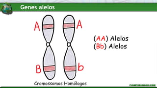 (AA) Alelos
(Bb) Alelos
Cromossomos Homólogos
Genes alelos
 